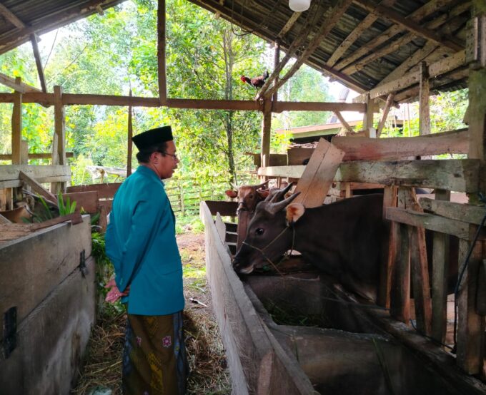 Jelang Idul Adha, Ketua Yayasan Pontren As'adiyah Galung Beru Tinjau Langsung Sapi Qurban