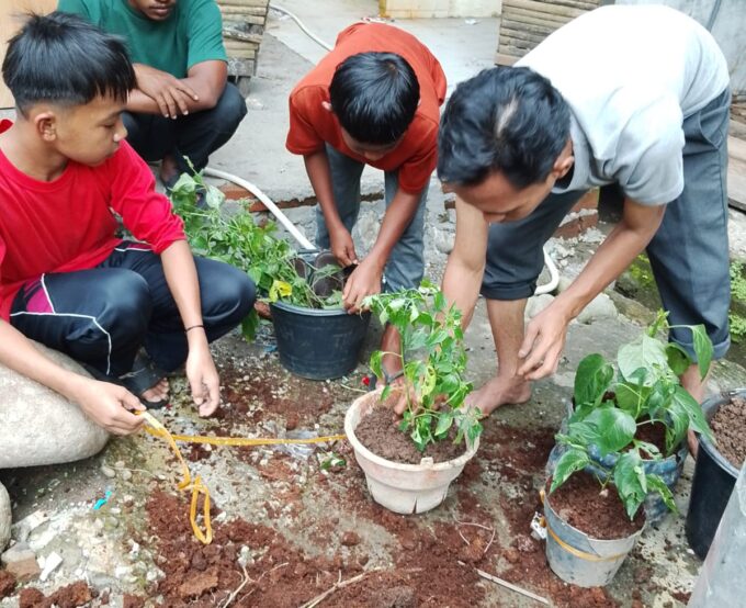 Budidaya Cabai di Pesantren, Wujudkan Kemandirian Ekonomi