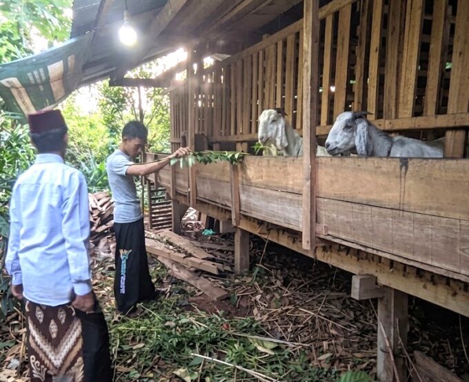 Perkuat Ekonomi Pesantren, Ponpes As’adiyah Galung Beru Gandeng BAZNAS Kembangkan Peternakan Kambing Etawa